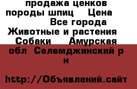 продажа ценков породы шпиц  › Цена ­ 35 000 - Все города Животные и растения » Собаки   . Амурская обл.,Селемджинский р-н